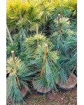 Pinus strobus ’Pacific Sunrise’ полив